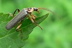 cantharis-nigricans-foto-auer