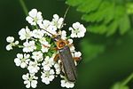cantharis-nigricans-foto-brueckner