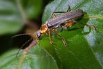 cantharis-nigricans-foto-koehler