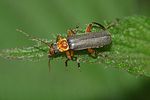 cantharis-nigricans-foto-krueger