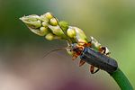 cantharis-nigricans-foto-swadzba