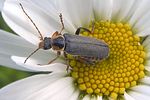cantharis-nigricans-foto-tanner