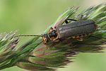 cantharis-nigricans-foto-wmueller