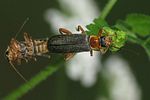 cantharis-nigricans-paar-foto-brueckner