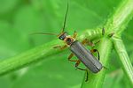 cantharis-nigricans2-foto-auer
