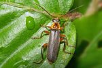 cantharis-nigricans2-foto-koehler