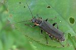 cantharis-obscura-foto-hellingman