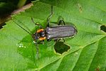 cantharis-obscura-foto-koehler