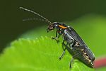 cantharis-obscura-foto-kretzschmar