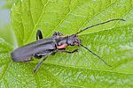 cantharis-obscura-foto-rindlisbacher