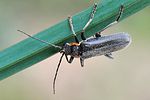 cantharis-obscura-foto-swadzba