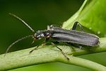 cantharis-obscura-foto-weisenboehler