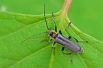 cantharis-obscura2-foto-medger
