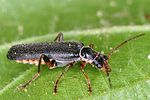 cantharis-pagana-foto-altmann