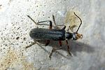 cantharis-pagana-foto-haug