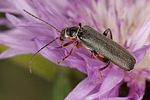 cantharis-pagana-foto-koehler