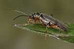 cantharis-pagana3-foto-koehler