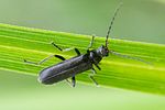 cantharis-paludosa2-foto-roessler