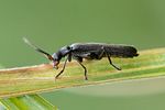 cantharis-paludosa3-foto-roessler