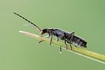 cantharis-paludosa4-foto-roessler