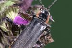 cantharis-paradoxa-foto-weidlich