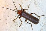 cantharis-paulinoi-foto-jacinto