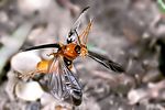 cantharis-pellucida-flug-foto-nagel