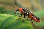 cantharis-pellucida-foto-doornaert