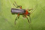 cantharis-pellucida-foto-koehler