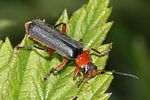 cantharis-pellucida-foto-rindlisbacher