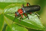 cantharis-pellucida-foto-steckx