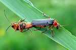 cantharis-pellucida-paar3-foto-wmueller