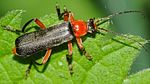 cantharis-pellucida2-foto-steckx