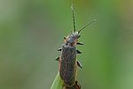 cantharis-pulicaria-foto-auer