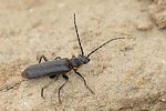 cantharis-pulicaria-foto-jacinto