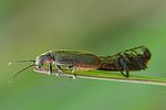 cantharis-pulicaria-paar-foto-auer