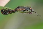 cantharis-pulicaria-paar2-foto-auer