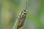 cantharis-pulicaria2-foto-auer