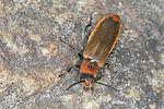 cantharis-quadripunctata-foto-jas