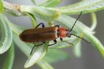 cantharis-quadripunctata-montana1-foto-roessler