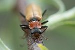 cantharis-quadripunctata-montana2-foto-roessler
