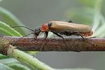 cantharis-quadripunctata-montana3-foto-roessler