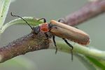 cantharis-quadripunctata-montana4-foto-roessler