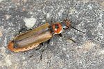 cantharis-quadripunctata2-foto-jas