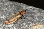 cantharis-quadripunctata3-foto-jas