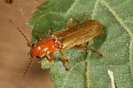 cantharis-rufa-foto-altmann