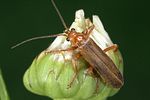 cantharis-rufa-foto-weidlich