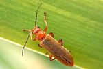 cantharis-rufa-foto-weisenboehler