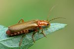 cantharis-rufa-foto-wmueller