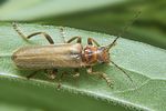 cantharis-rufa-liturata-foto-koehler